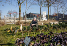 Subsidie mogelijk voor meer groen in de buurt Subsidie mogelijk voor meer groen in de buurt