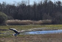 O’ wat ben je mooi O’ wat ben je mooi