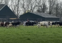 Koeien gaan los in De Noenes Haaren Koeien gaan los in De Noenes Haaren