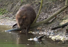 Bever in Oisterwijk op video vastgelegd Bever in Oisterwijk op video vastgelegd