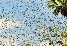 Bijenzwerm van Sociaal Huis naar opvanghuis Bijenzwerm van Sociaal Huis naar opvanghuis