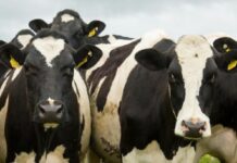 Gemeente Oisterwijk: Ontwikkelingen in de veehouderij Gemeente Oisterwijk: Ontwikkelingen in de veehouderij