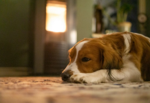 Dit moet je weten over de buitentemperatuur en je huisdieren * Dit moet je weten over de buitentemperatuur en je huisdieren *