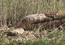 O’ wat ben je mooi O’ wat ben je mooi