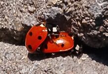 O’ wat ben je mooi O’ wat ben je mooi