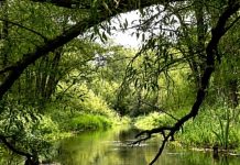 Beeldbank Oisterwijk: Natuur Nabij – De Rosep, Oisterwijk 2001 Beeldbank Oisterwijk: Natuur Nabij – De Rosep, Oisterwijk 2001