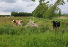 Mooie wandeling tussen Haaren en Esch Mooie wandeling tussen Haaren en Esch