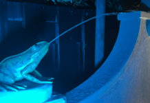 Oisterwijker bouwt Efteling attractie Aquanura met bijzonder complexe besturing Oisterwijker bouwt Efteling attractie Aquanura met bijzonder complexe besturing