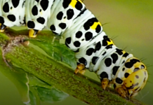 Kleine beestjes in Heukelomse Duurzaamheidsvallei Kleine beestjes in Heukelomse Duurzaamheidsvallei